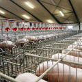 Piggery automatic feeder for pigs farm equipment